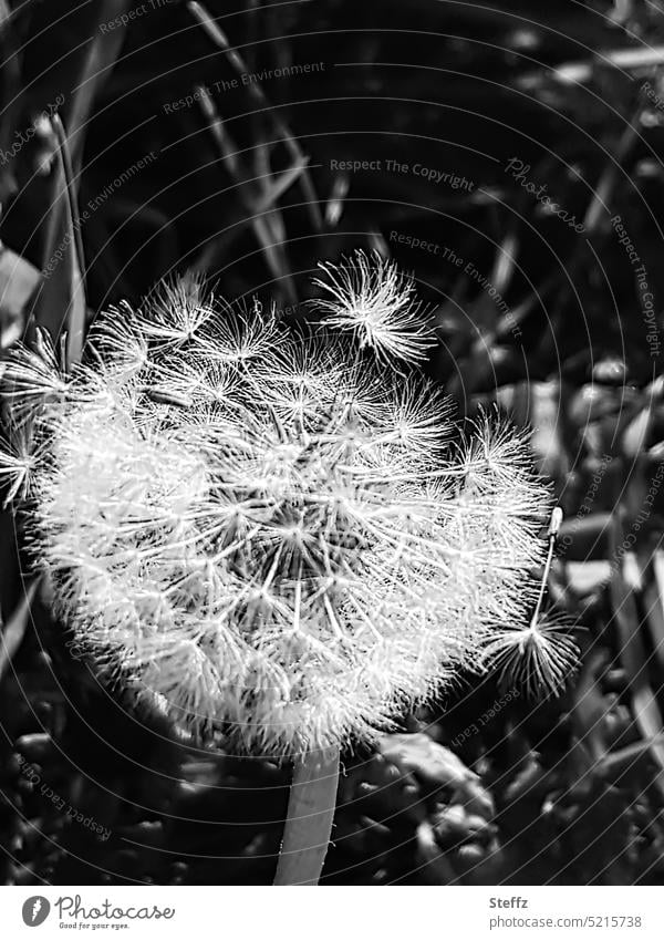 dandelion in the wind Dandelion Easy wish fulfilment Desire Breeze Ease Utopia Wishful thinking plant seeds Wild plant Weed medicinal plant Paraglider Delicate