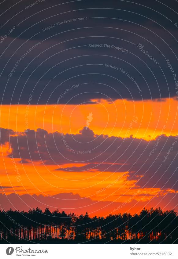 Sunset Sunrise In Pine Forest. Sunny Coniferous Forest. Fir-Trees Woods In Landscape Under Bright Colorful Dramatic Sky And Dark Ground With Trees Silhouettes