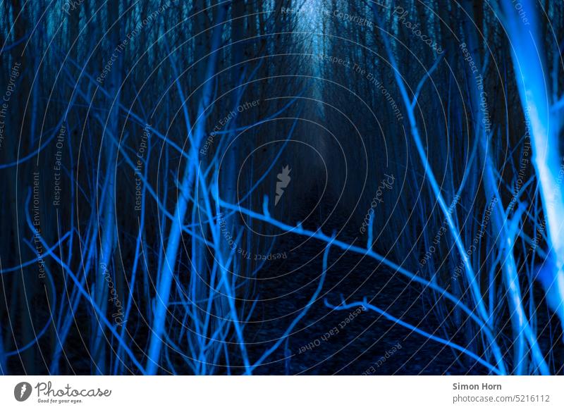 Forest in eerie atmosphere Eerie Blue Atmosphere Fog Moody Mystic Creepy Horizon Ghost forest ghostly branches somber eerie silence Ambience Mysterious Dark