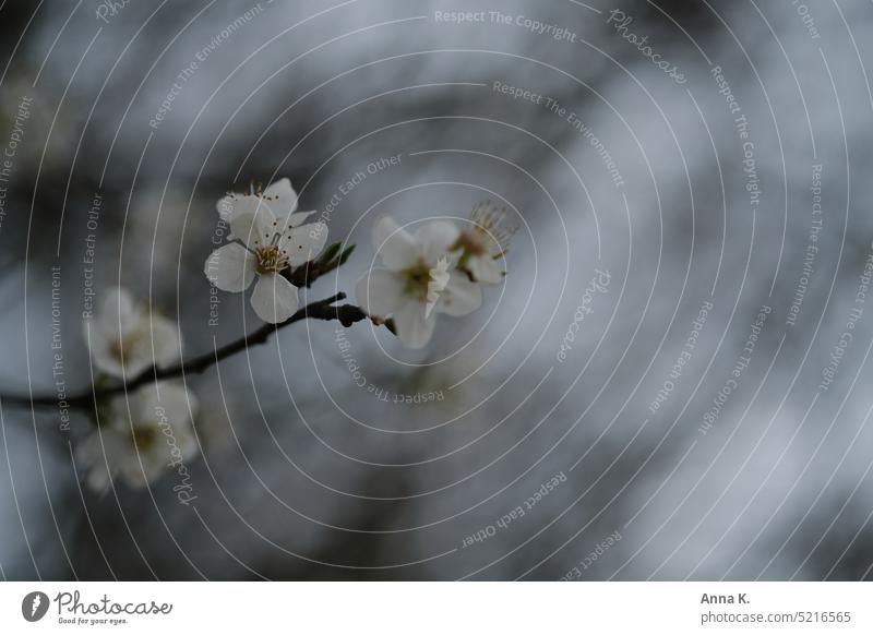 Spring fairy in white robe Tree flowers White sloe flowers Blackthorn flower Prunus spinosa Blossom Spring fever Spring flowering plant Twig Blossoming