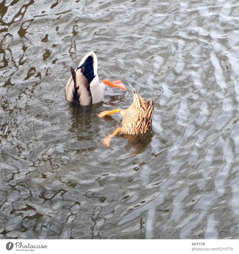 Pair of ducks foraging Interior lake Pond Water birds 2 animals Mallards Couple Drake masculine Duck feminine Foraging upside down underwater Dive Hind quarters