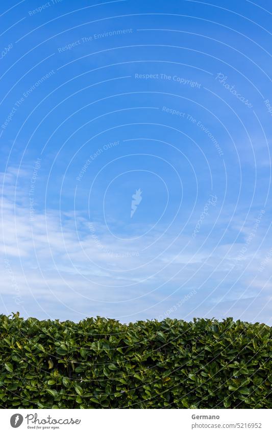 Hedge pruned Worker air background blue bush conifer copy copyspace cut cutting fence garden gardener gardening green growth hands hedge hedgerow horticulture