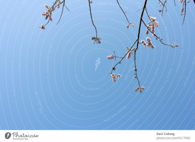 A snapshot of madre cacao tree flowers outside in the morning #tree #outdoors #landscape Environment #pink #summer #flower #sky #beautifulflower