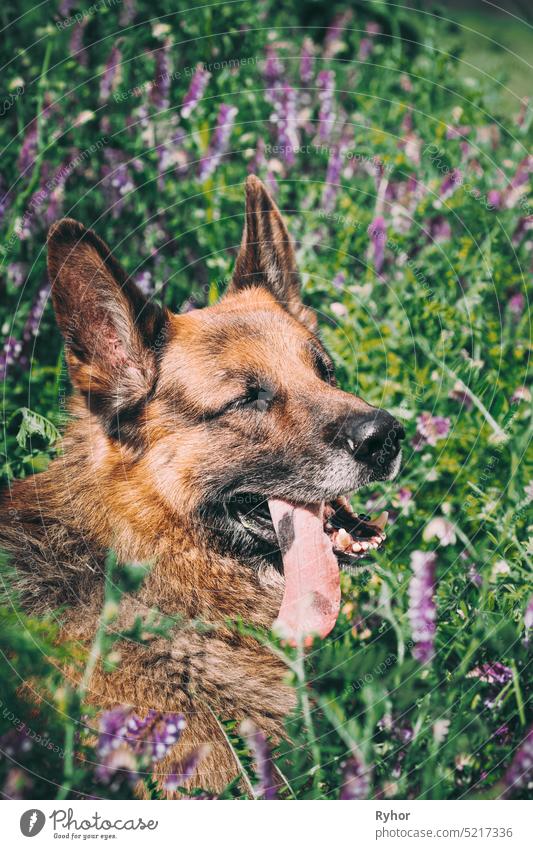 Alsatian Wolf Dog Sitting In Green Summer Meadow Grass With Purple Blooming Flowers. Brown German Shepherd Dog Close Up Portrait Deutscher GSD German Sheepdog