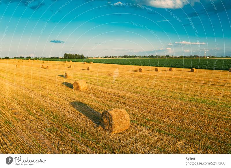 Aerial View Of Summer Hay Rolls Straw Field Landscape In Evening. Haystack, Hay Roll in Sunrise Time Dry aerial aerial view agricultural agriculture attitude