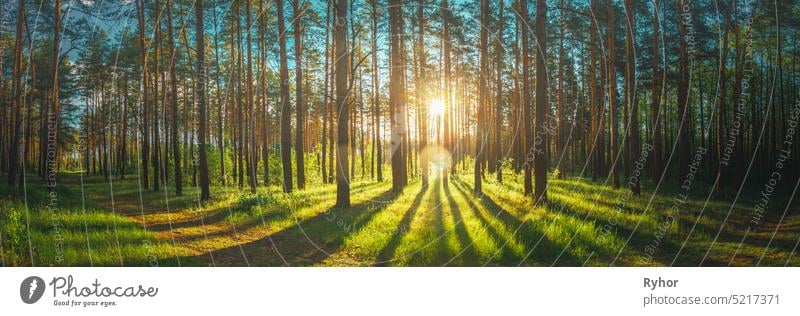 Sunset Sunrise Sun Sunshine In Sunny Summer Coniferous Forest. Sunlight Sunbeams Through Woods In Forest Landscape. Panorama Panoramic View wonderland belarus