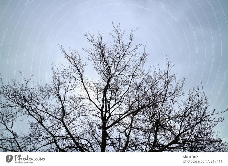 Tree crown with fine branches against gray sky Treetop Sky twigs Nature Environment Plant Twigs and branches