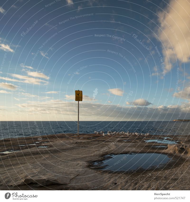 Do not go near the edge Environment Nature Landscape Sky Clouds Beautiful weather Coast Bay Ocean Pacific Ocean Wild animal Bird Sea bird Seagull