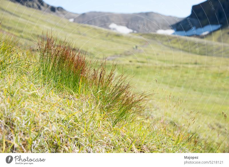 Grass and wild plants in the mountain. Iceland springtime background snow copy space no people inspiration life motivation agriculture beautiful cloud