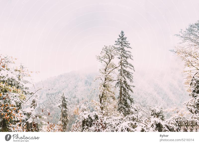 Pine Growing On Rocky Slope Of Mountains. First Snow And Snowfall Over Rocks And Forest Winter Nature Landscape Borjomi Borjomi Plateau Nature Reserve beautiful