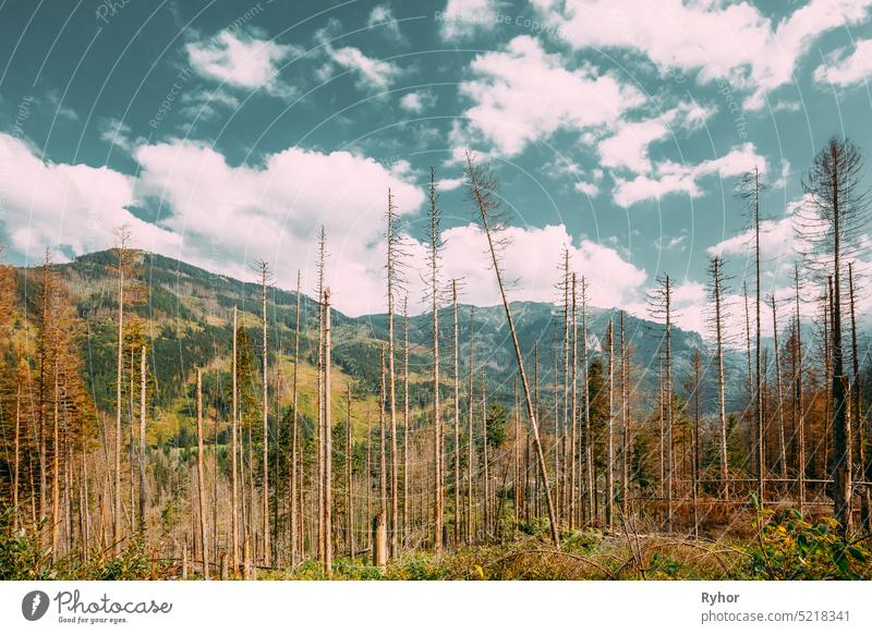 Tatra National Park, Poland. Summer Mountains And Forest Landscape. Beautiful Scenic View Of Old Dry Pine Woods Trees. UNESCO's World Network of Biosphere Reserves