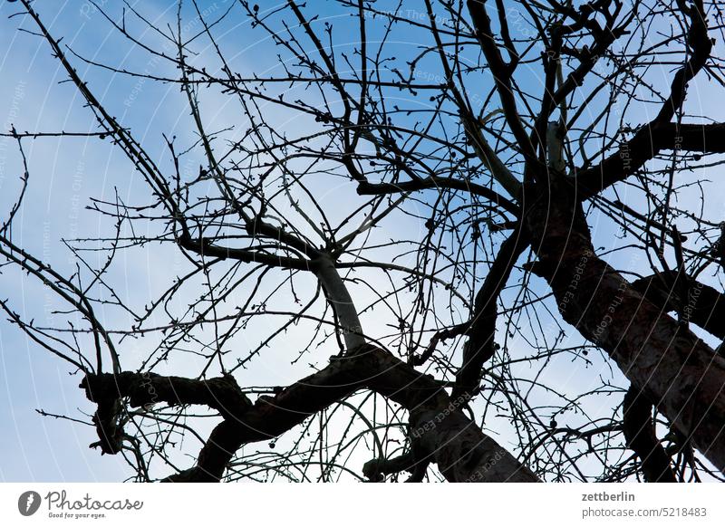 Apple tree in March Branch Tree Twilight Relaxation awakening holidays spring Spring spring awakening Garden Sky allotment Garden allotments bud Deserted