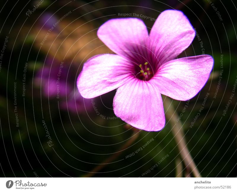 une fleur rose Flower Nature Blossom Pink Violet Macro (Extreme close-up) Black Background picture Stamen purple Close-up shaft Stalk background stem Contrast