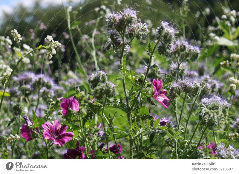 flower meadow flowers Flower meadow Blossoming Plant plants Nature Summer Meadow flower Purple flowers Purple Flower purple Green blossoms Violet purple flower