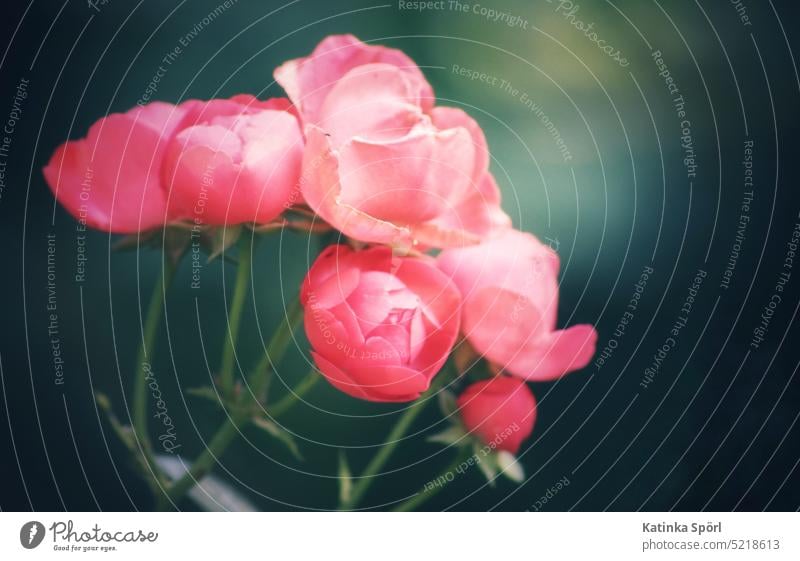 Rose blossom in the park pink Flower close up flowers Blossom petals floral Close-up Plant Pink roses Rose leaves