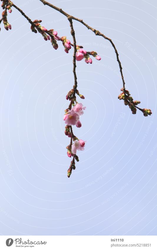 Flower branches of the ornamental cherry Spring Plant twigs Ornamental cherry Suspended blossoms open Pink buds half-opened Closed Blue sky