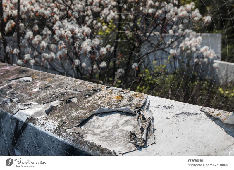 Spring blossoms and distracts us from dirt and decay in the big city Town City Decline Tracks corrupted drop Broken Tree Blossom Concrete Gray Colour photo