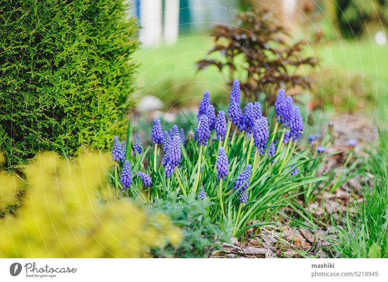 Early spring garden view with group of blue muscari (grape hyacinth) blooming flower nature plant season early march april may hobby private cottage english