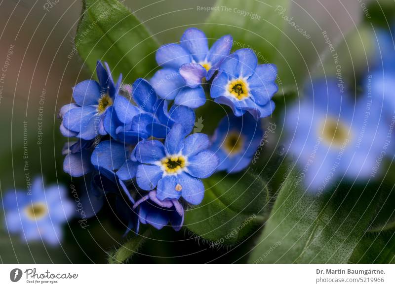 Forest forget-me-not, Myosotis silvatica, "Ne m'oubliez pas". Forget-me-not blossoms Blossom Spring Flowering biennial Borage family Foliage Boraginaceae