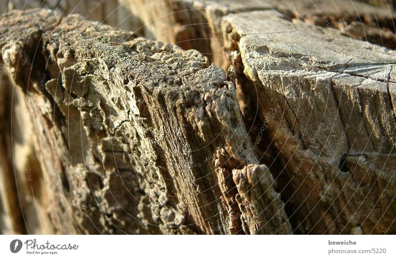 Gand Canyon in my garden Tree stump