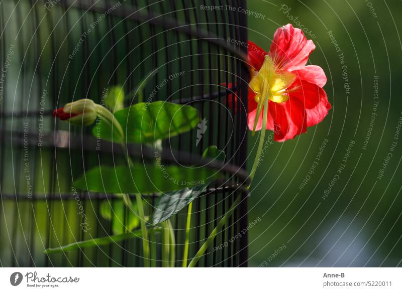 flowering nasturtium in old bird cage in shabby garden Green Nasturtium Red Garden ambience conversion Bird's cage Planters Blossoming redBlossom Summer out