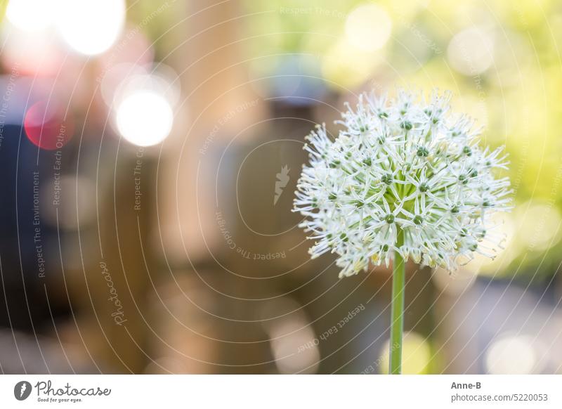 Allium ball in white in my garden with beautiful background bokeh. allium Garden Sun Blossom Bulbous plant Sphere Round variegated garden idyll White