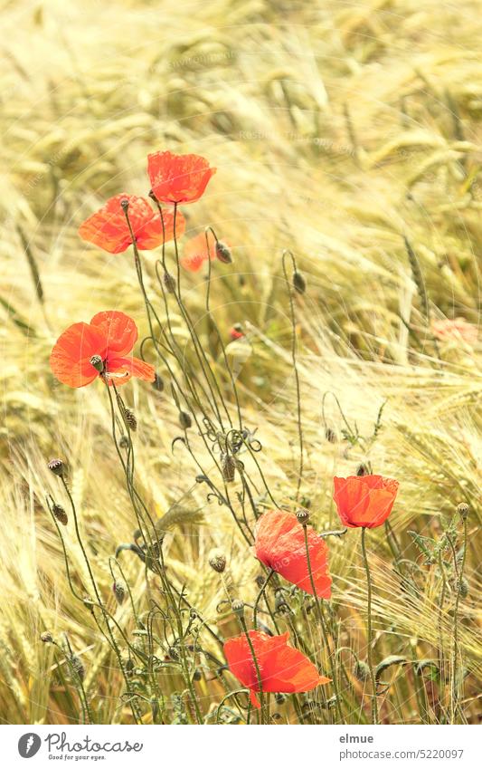 red poppies in barley field / Easter mo(h)nday Poppy Poppy blossom Barleyfield Summer Poppy field papaver Papaveraceae medicinal plant eco Ecological