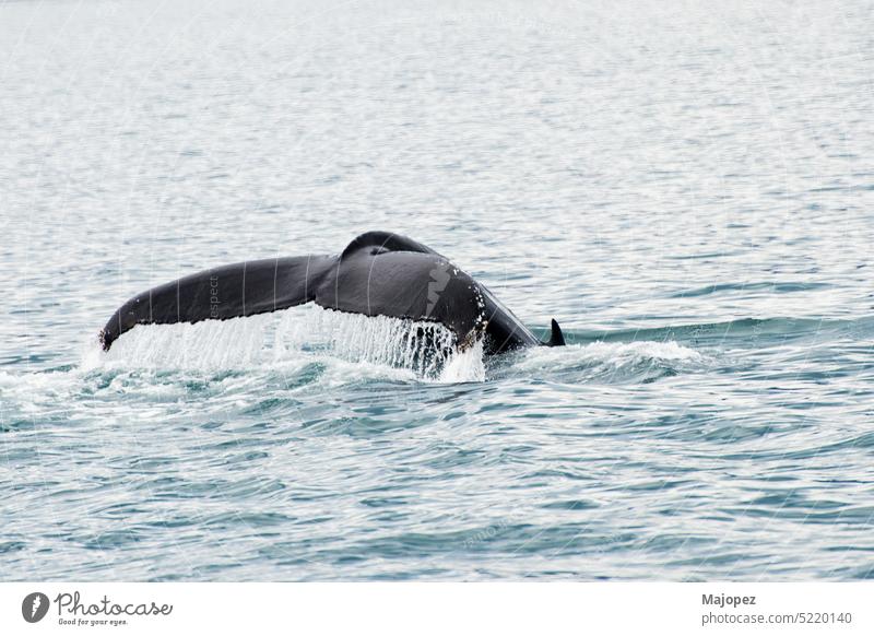 Tail of a humpback whale coming out of water, Iceland swim large marine life aquatic jump fin watching wild blue wildlife nature above animal beautiful beauty