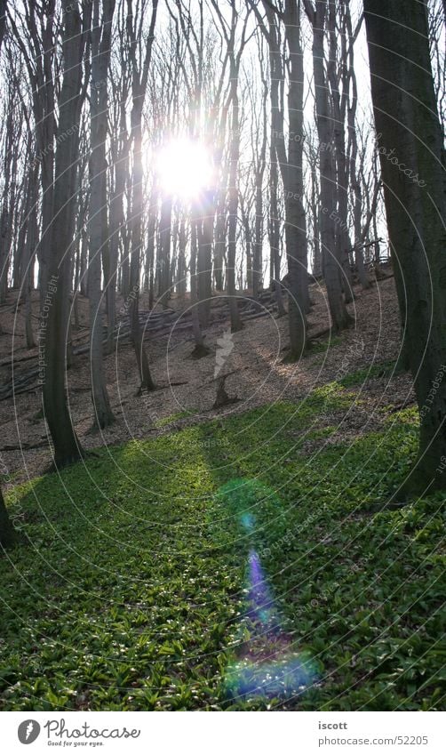 wild garlic forest Club moss Forest Tree Autumn Clearing Leaf Sun Back-light Sunlight Lens flare