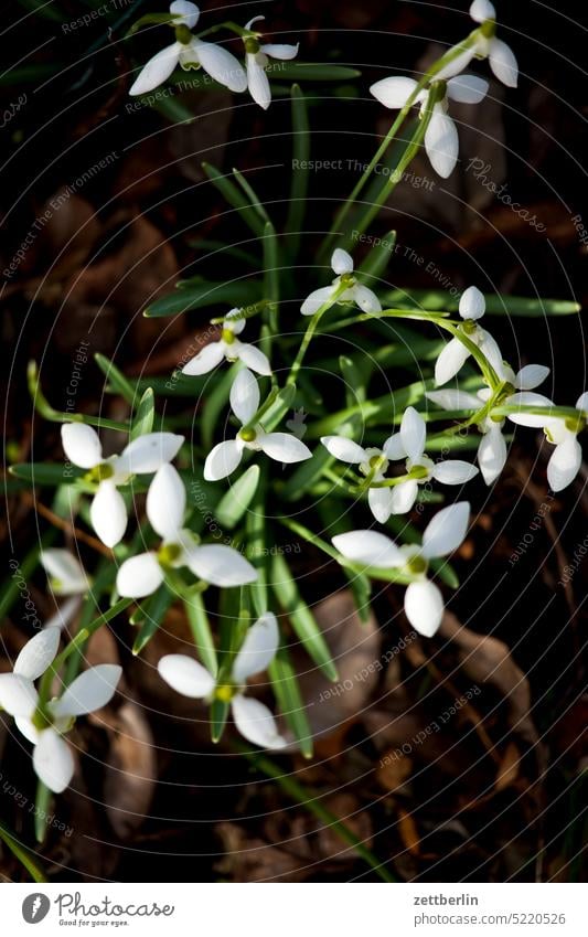 snowdrops Evening blossom Blossom Dark Twilight Relaxation awakening holidays spring Spring spring awakening Garden Hedge allotment Garden allotments bud