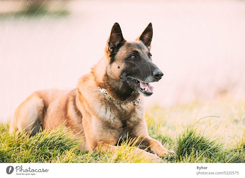 Malinois Dog Outdoors In Grass. Belgian Sheepdog Are Active, Intelligent, Friendly, Protective, Alert And Hard-working. Shepherd, Belgium, Chien De Berger Belge Dog