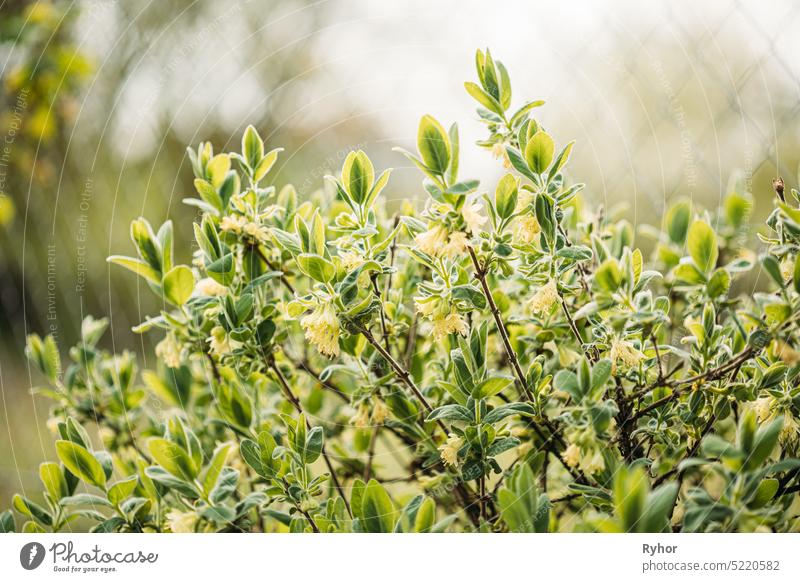 Young Spring Green Leaf Leaves And Unblown Buds Of Honeysuckles, Lonicera Growing In Vegetable Garden Caprifoliaceae Caprifolium Mill agriculture arching shrubs