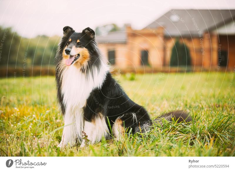 Tricolor Rough Collie, Funny Scottish Collie, Long-haired Collie, English Collie, Lassie Dog Posing Outdoors Near Old House Colley Long-Haired Collie animal