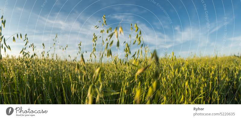 Close Up Oats In Agricultural Field. Countryside Rural Field With Oats In Summer Evening. Panorama, Panoramic View agriculture beautiful cereal close close up