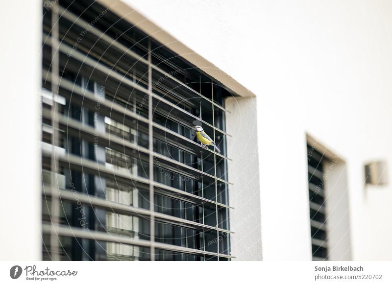 Little peeping tom at window - blue tit visiting Tit mouse Window New building Office tightener Building House (Residential Structure) songbird Spring Bird