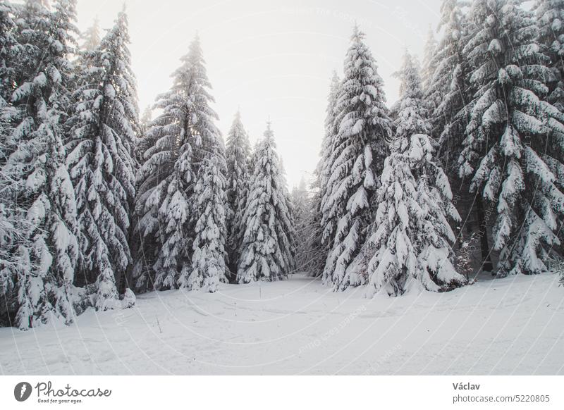 Footpath in a snowy forest during the winter months slowly disappears into the opaque dense fog, creating a harmonious, magical atmosphere. Beskydy mountains, Czech Republic