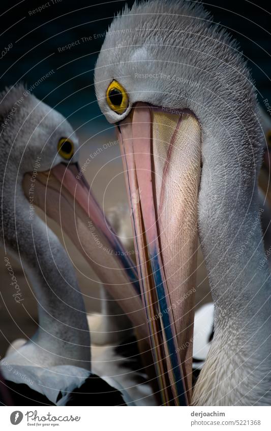 Two pelicans talk eye to eye. This is love. Very great that we have been confirmed in Photocase. Pelicans Nature Deserted Exterior shot Colour photo Bird