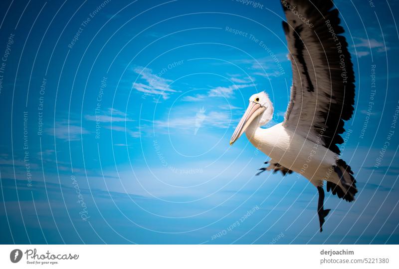 Large pelican bird in land approach tucan Eyes Close-up Animal Colour photo Deserted Detail Exterior shot Wild animal Nature Animal portrait Beak Bird Observe