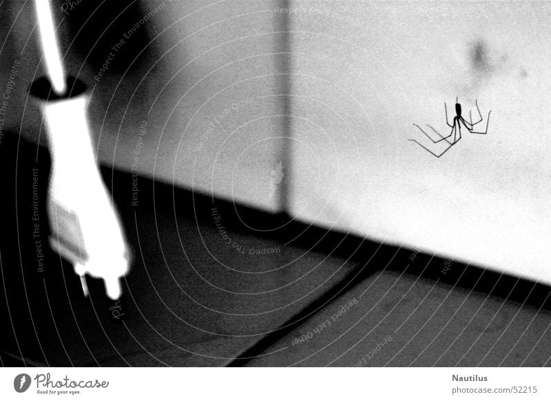 My bathroom Bathroom Connector Spider Black & white photo Contrast Tile Power plug