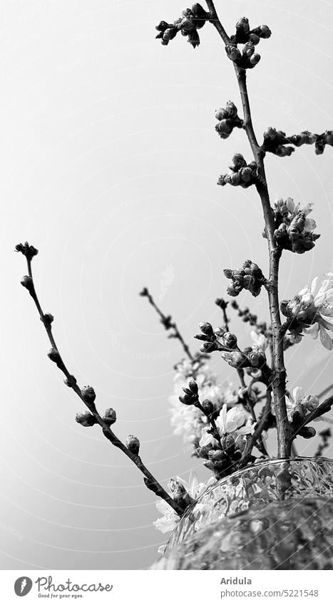 Cherry branches in the vase stretch to the ceiling cherry branches cherry blossom Spring Blossom twigs and branches room Glass Decoration Hanami Japan Contrast