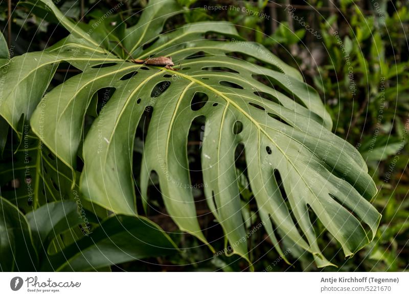 leaf, green, green leaf, monstera, costa rica Leaf Leaf green Monstera Costa Rica Nature Leaflet