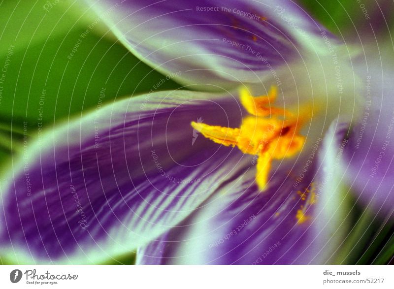 Blue flower Flower Blossom Beautiful Macro (Extreme close-up) Plant Garden