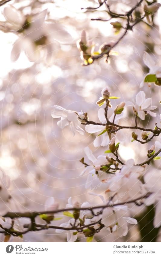 View in white flowering magnolia tree Magnolia blossom Magnolia tree star magnolia Light and shadow play Spring Springtime Blossom naturally Magnolia plants