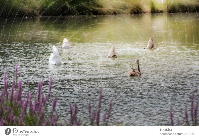 Swans upside down in lake swans waterfowls animals Foraging White Gray Young Swan long neck pretty romantic Elegant Feather Nature Water Exterior shot