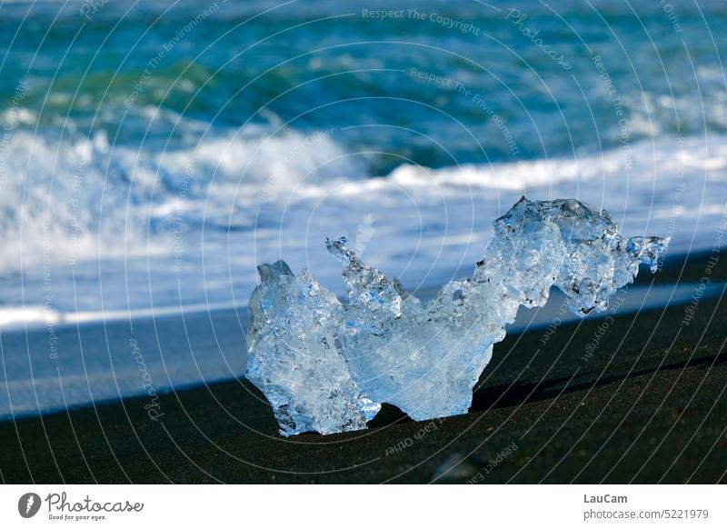 I see a dog - washed up glacial ice on black sand beach Glacier ice Ice Beach Waves Surf Ocean Sandy beach washed ashore Dog Dachshund coast Swell Water