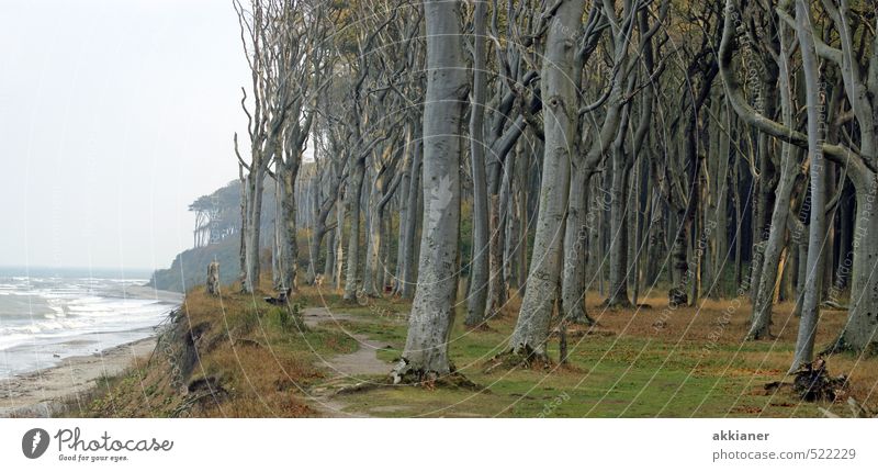 ghost forest Environment Nature Landscape Plant Elements Earth Water Autumn Tree Forest Waves Coast Baltic Sea Ocean Creepy Cold Wet Colour photo Subdued colour