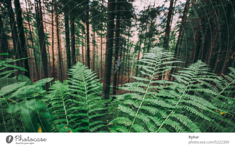 Wild Green Fern Leaves Plants In Tatra Mountains Forest In Poland beautiful europe fern flora forest grass green leaf nature nobody outdoor park plant summer