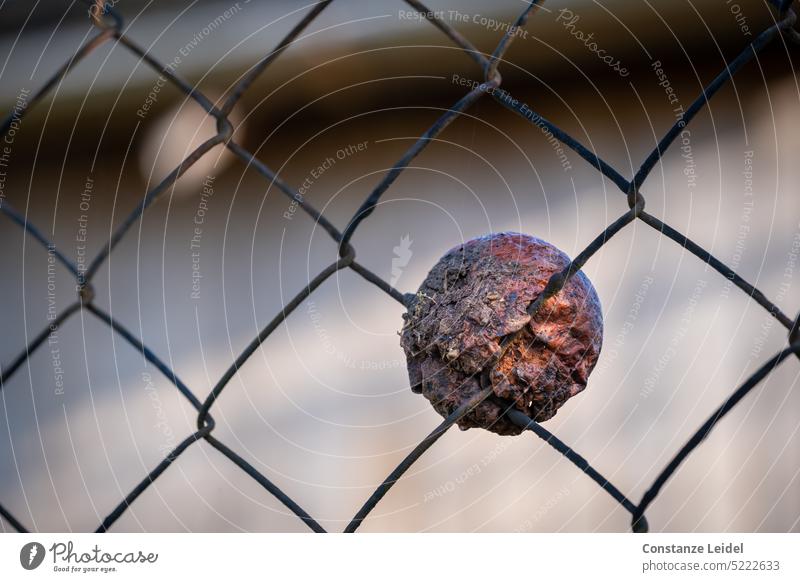 Old apple got stuck in the fence. Fence Apple transient Autumn Transience Exterior shot Decline age To hold on Release Derelict Broken Inedible Sludgy