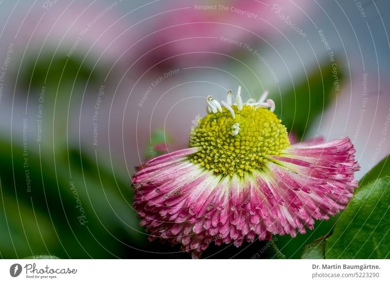 Bellis perennis, vulgo daisy; cultivar, inflorescence with red ray florets Daisy red tongue flowers blossom Garden form composite shrub enduring Herbacious