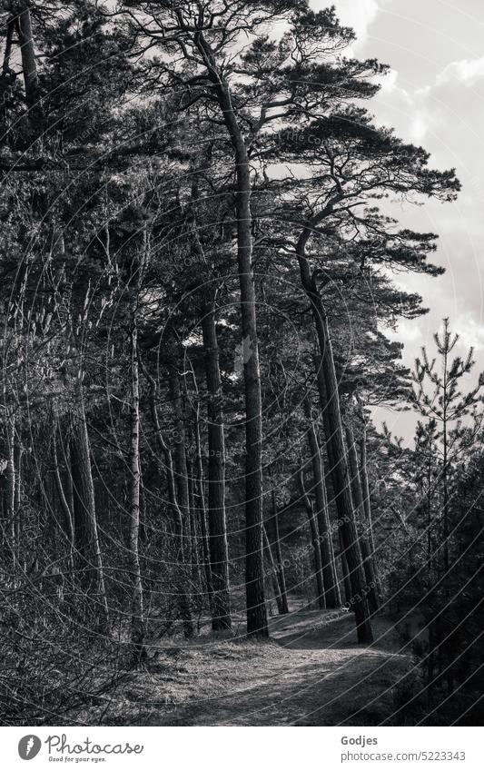 Coniferous trees in a forest on the coast In black and white Spruce Jawbone Forest Black Nature Tree Fir tree Exterior shot Black & white photo Environment